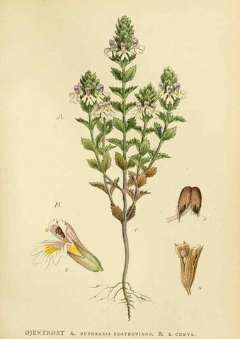 Reproducción/Reproduction 49157915052: Billeder af Nordens flora,. København,G.E.C. Gad,1901-1903 [i.e. 1907]. 