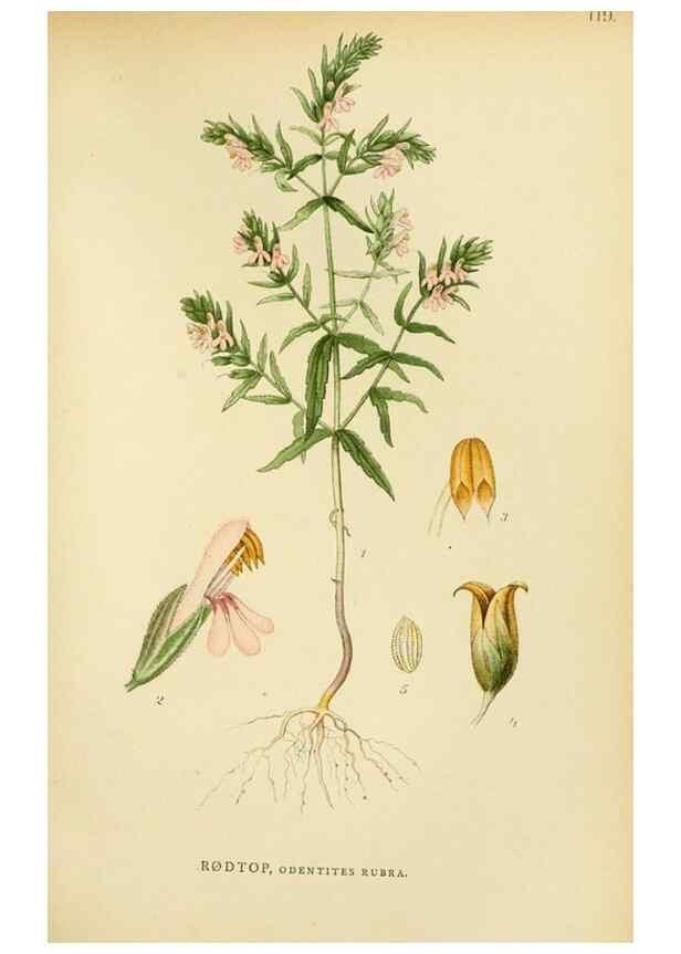 Reproducción/Reproduction 49157693801: Billeder af Nordens flora,. København,G.E.C. Gad,1901-1903 [i.e. 1907]. 