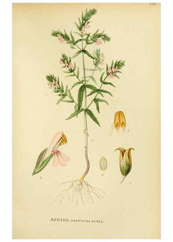 Reproducción/Reproduction 49157693801: Billeder af Nordens flora,. København,G.E.C. Gad,1901-1903 [i.e. 1907]. 