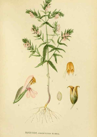 Reproducción/Reproduction 49157693801: Billeder af Nordens flora,. København,G.E.C. Gad,1901-1903 [i.e. 1907]. 