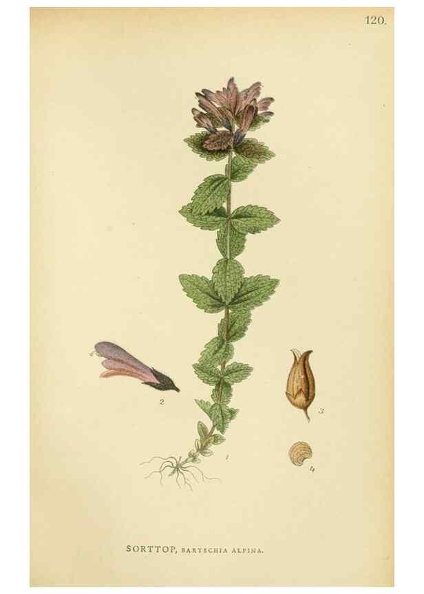 Reproducción/Reproduction 49157216563: Billeder af Nordens flora,. København,G.E.C. Gad,1901-1903 [i.e. 1907]. 