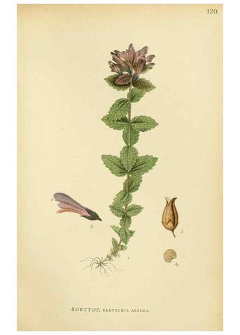 Reproducción/Reproduction 49157216563: Billeder af Nordens flora,. København,G.E.C. Gad,1901-1903 [i.e. 1907]. 