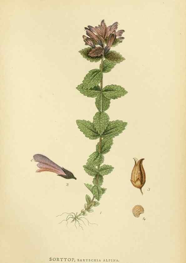 Reproducción/Reproduction 49157216563: Billeder af Nordens flora,. København,G.E.C. Gad,1901-1903 [i.e. 1907]. 