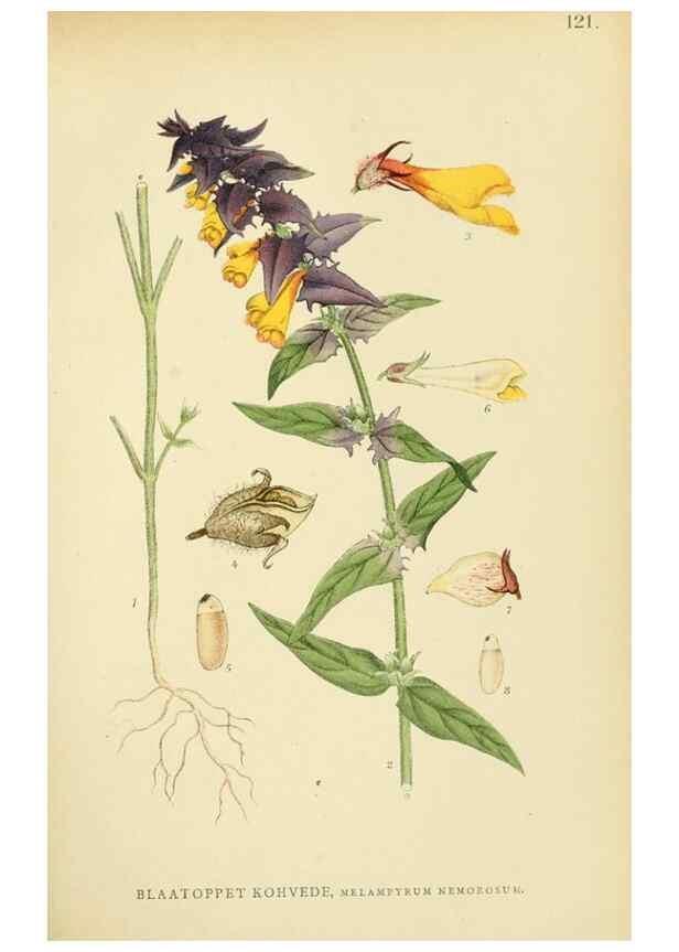 Reproducción/Reproduction 49157927262: Billeder af Nordens flora,. København,G.E.C. Gad,1901-1903 [i.e. 1907]. 