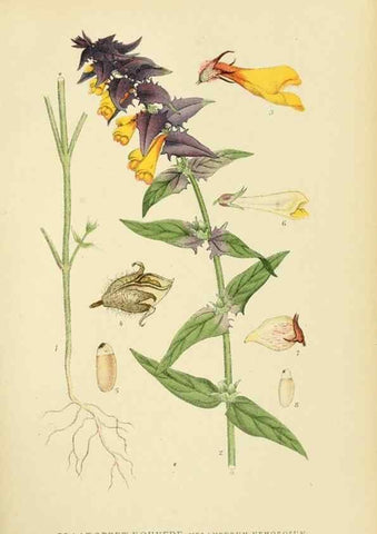Reproducción/Reproduction 49157927262: Billeder af Nordens flora,. København,G.E.C. Gad,1901-1903 [i.e. 1907]. 