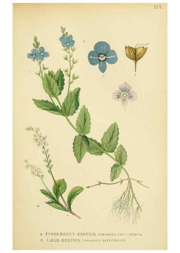 Reproducción/Reproduction 49157913822: Billeder af Nordens flora,. København,G.E.C. Gad,1901-1903 [i.e. 1907]. 