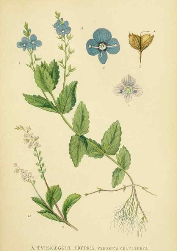 Reproducción/Reproduction 49157913822: Billeder af Nordens flora,. København,G.E.C. Gad,1901-1903 [i.e. 1907]. 