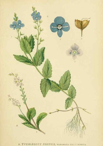 Reproducción/Reproduction 49157913822: Billeder af Nordens flora,. København,G.E.C. Gad,1901-1903 [i.e. 1907]. 