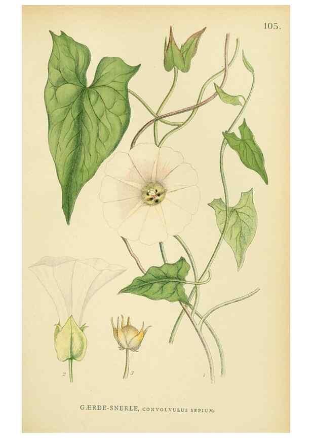 Reproducción/Reproduction 49157200853: Billeder af Nordens flora,. København,G.E.C. Gad,1901-1903 [i.e. 1907]. 