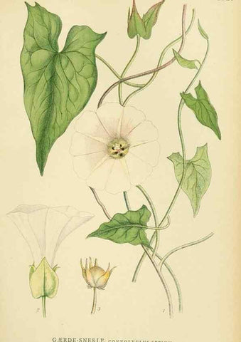 Reproducción/Reproduction 49157200853: Billeder af Nordens flora,. København,G.E.C. Gad,1901-1903 [i.e. 1907]. 