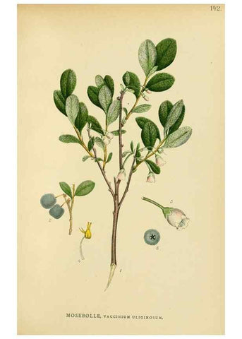 Reproducción/Reproduction 49157933532: Billeder af Nordens flora,. København,G.E.C. Gad,1901-1903 [i.e. 1907]. 