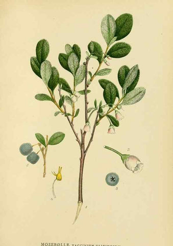 Reproducción/Reproduction 49157933532: Billeder af Nordens flora,. København,G.E.C. Gad,1901-1903 [i.e. 1907]. 