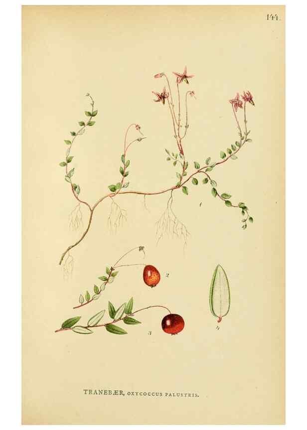 Reproducción/Reproduction 49157223543: Billeder af Nordens flora,. København,G.E.C. Gad,1901-1903 [i.e. 1907]. 