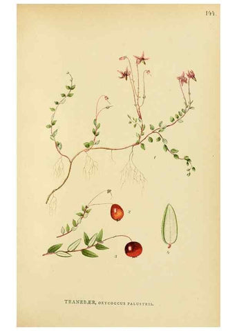Reproducción/Reproduction 49157223543: Billeder af Nordens flora,. København,G.E.C. Gad,1901-1903 [i.e. 1907]. 