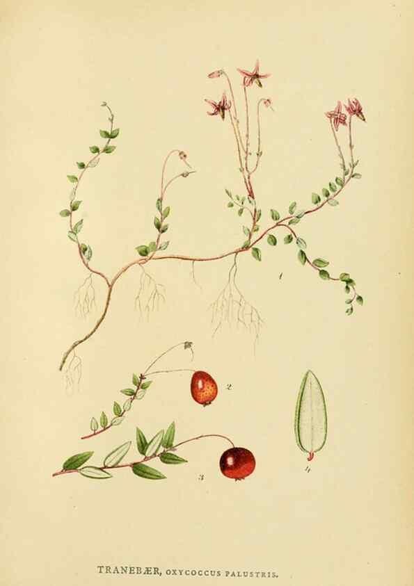 Reproducción/Reproduction 49157223543: Billeder af Nordens flora,. København,G.E.C. Gad,1901-1903 [i.e. 1907]. 