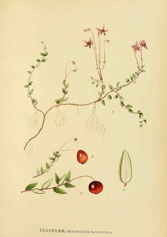 Reproducción/Reproduction 49157223543: Billeder af Nordens flora,. København,G.E.C. Gad,1901-1903 [i.e. 1907]. 