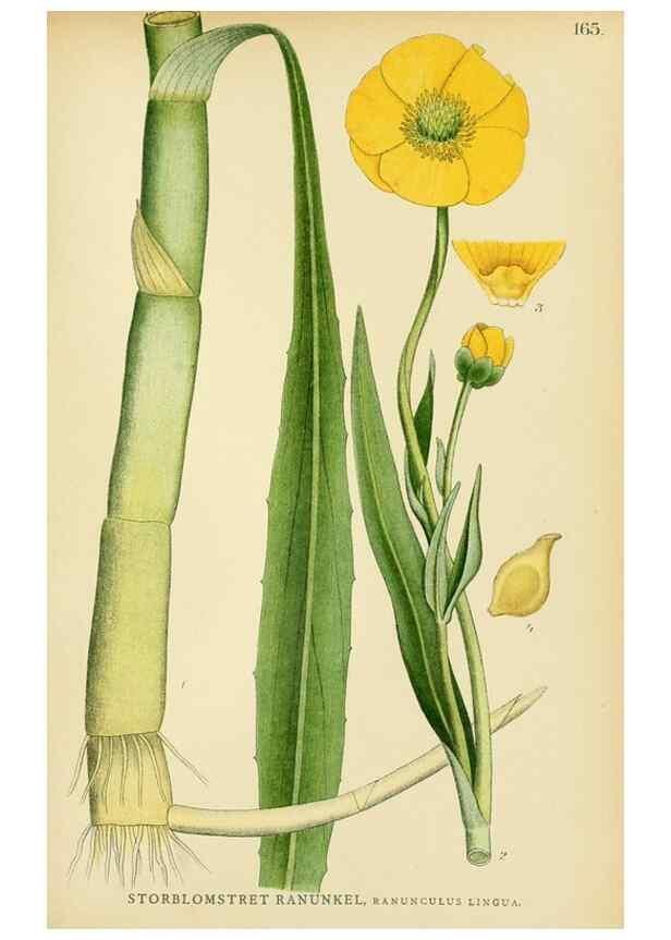 Reproducción/Reproduction 49157718751: Billeder af Nordens flora,. København,G.E.C. Gad,1901-1903 [i.e. 1907]. 