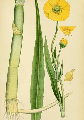 Reproducción/Reproduction 49157718751: Billeder af Nordens flora,. København,G.E.C. Gad,1901-1903 [i.e. 1907]. 