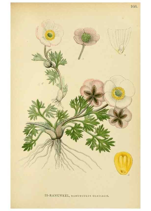 Reproducción/Reproduction 49157941637: Billeder af Nordens flora,. København,G.E.C. Gad,1901-1903 [i.e. 1907]. 