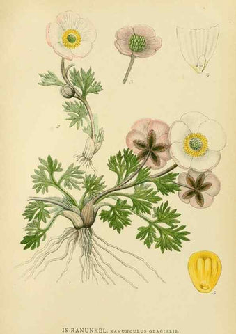 Reproducción/Reproduction 49157941637: Billeder af Nordens flora,. København,G.E.C. Gad,1901-1903 [i.e. 1907]. 