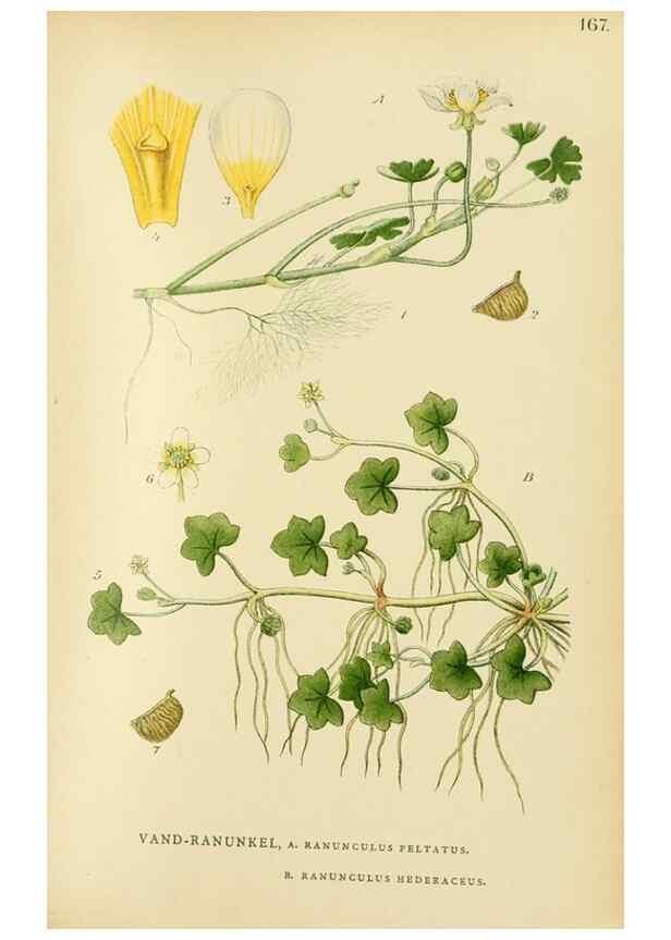 Reproducción/Reproduction 49157719526: Billeder af Nordens flora,. København,G.E.C. Gad,1901-1903 [i.e. 1907]. 