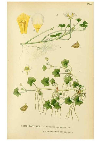 Reproducción/Reproduction 49157719526: Billeder af Nordens flora,. København,G.E.C. Gad,1901-1903 [i.e. 1907]. 
