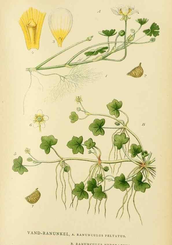 Reproducción/Reproduction 49157719526: Billeder af Nordens flora,. København,G.E.C. Gad,1901-1903 [i.e. 1907]. 