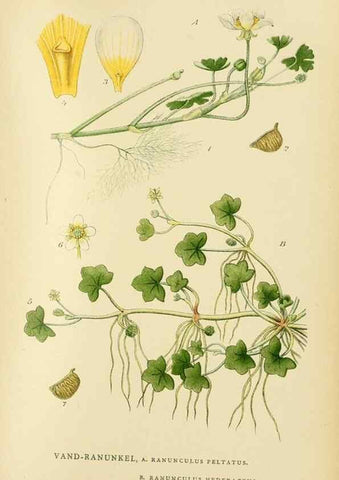 Reproducción/Reproduction 49157719526: Billeder af Nordens flora,. København,G.E.C. Gad,1901-1903 [i.e. 1907]. 