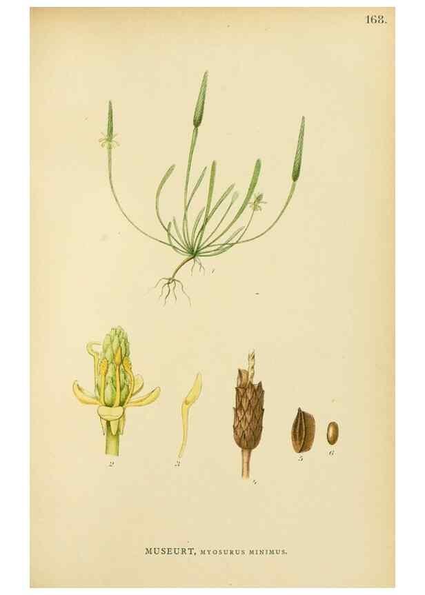 Reproducción/Reproduction 49157231723: Billeder af Nordens flora,. København,G.E.C. Gad,1901-1903 [i.e. 1907]. 