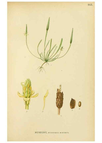 Reproducción/Reproduction 49157231723: Billeder af Nordens flora,. København,G.E.C. Gad,1901-1903 [i.e. 1907]. 