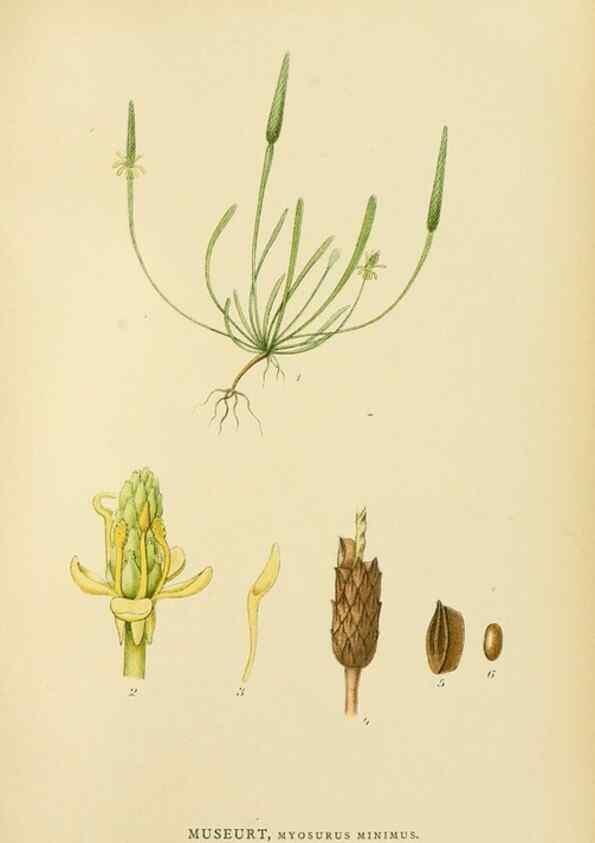Reproducción/Reproduction 49157231723: Billeder af Nordens flora,. København,G.E.C. Gad,1901-1903 [i.e. 1907]. 