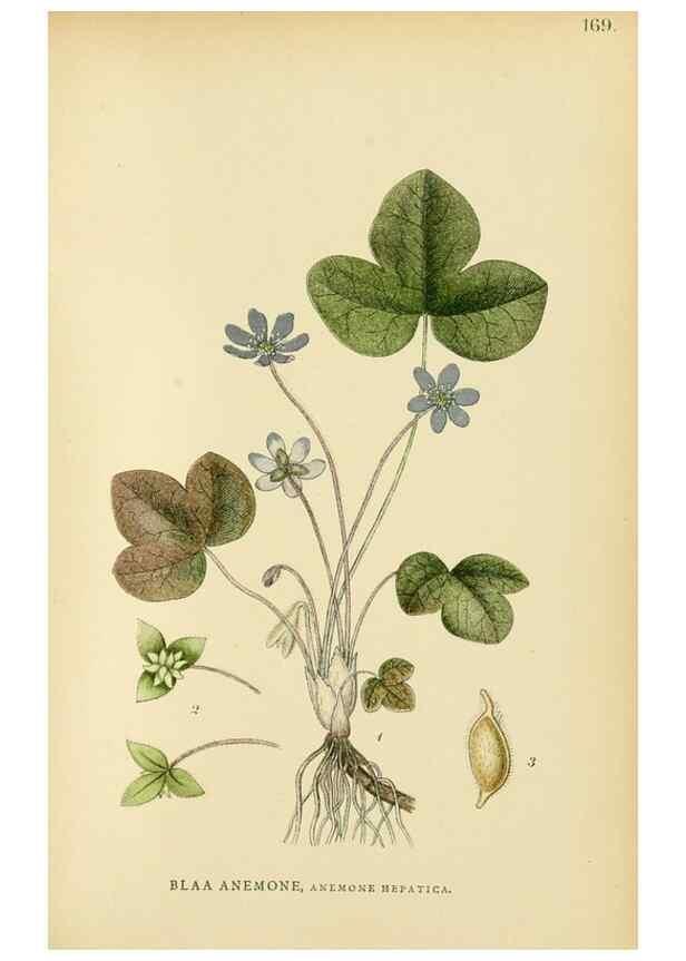 Reproducción/Reproduction 49157232038: Billeder af Nordens flora,. København,G.E.C. Gad,1901-1903 [i.e. 1907]. 