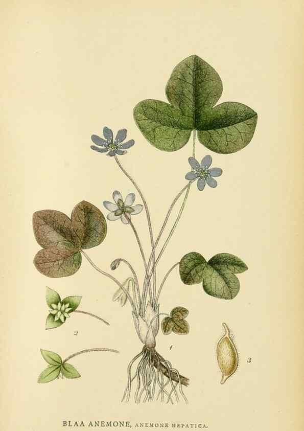 Reproducción/Reproduction 49157232038: Billeder af Nordens flora,. København,G.E.C. Gad,1901-1903 [i.e. 1907]. 