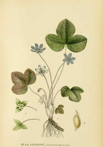 Reproducción/Reproduction 49157232038: Billeder af Nordens flora,. København,G.E.C. Gad,1901-1903 [i.e. 1907]. 