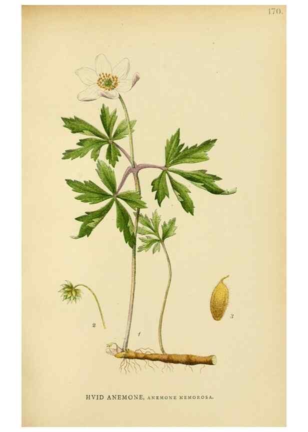 Reproducción/Reproduction 49157720301: Billeder af Nordens flora,. København,G.E.C. Gad,1901-1903 [i.e. 1907]. 