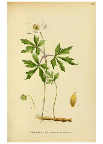 Reproducción/Reproduction 49157720301: Billeder af Nordens flora,. København,G.E.C. Gad,1901-1903 [i.e. 1907]. 