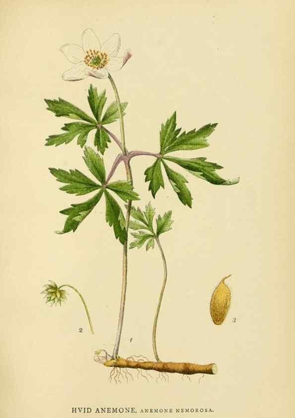Reproducción/Reproduction 49157720301: Billeder af Nordens flora,. København,G.E.C. Gad,1901-1903 [i.e. 1907]. 