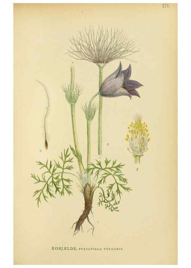 Reproducción/Reproduction 49157943357: Billeder af Nordens flora,. København,G.E.C. Gad,1901-1903 [i.e. 1907]. 