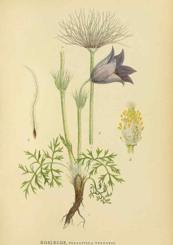 Reproducción/Reproduction 49157943357: Billeder af Nordens flora,. København,G.E.C. Gad,1901-1903 [i.e. 1907]. 