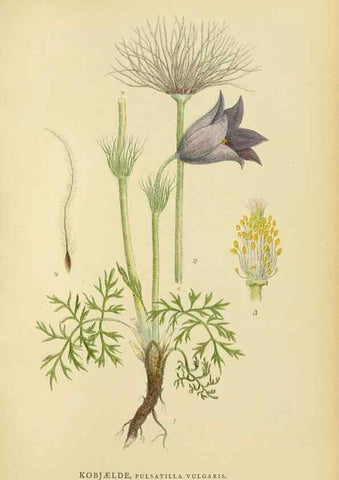 Reproducción/Reproduction 49157943357: Billeder af Nordens flora,. København,G.E.C. Gad,1901-1903 [i.e. 1907]. 
