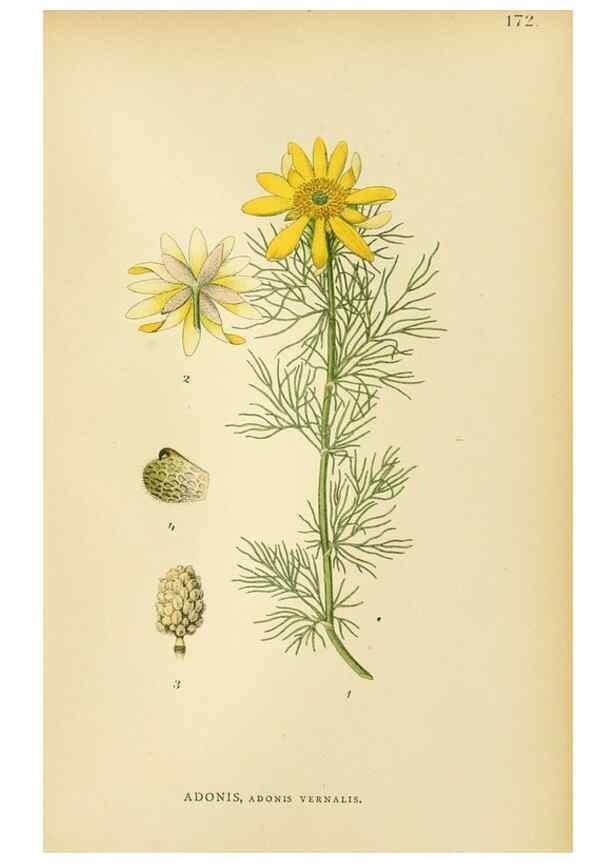 Reproducción/Reproduction 49157720956: Billeder af Nordens flora,. København,G.E.C. Gad,1901-1903 [i.e. 1907]. 