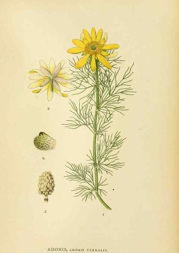 Reproducción/Reproduction 49157720956: Billeder af Nordens flora,. København,G.E.C. Gad,1901-1903 [i.e. 1907]. 