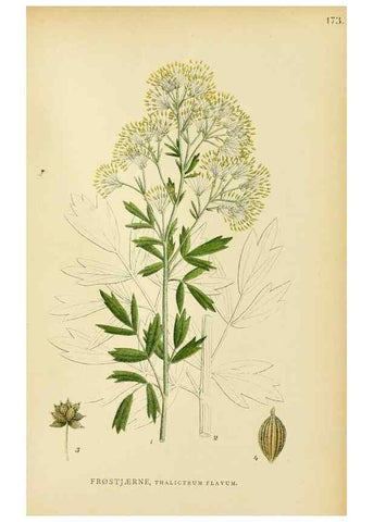 Reproducción/Reproduction 49157233168: Billeder af Nordens flora,. København,G.E.C. Gad,1901-1903 [i.e. 1907]. 