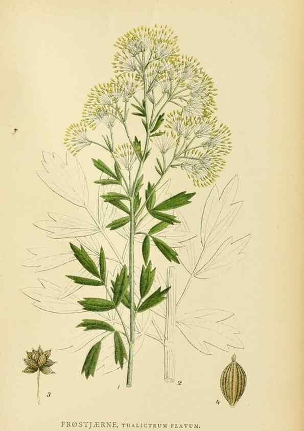 Reproducción/Reproduction 49157233168: Billeder af Nordens flora,. København,G.E.C. Gad,1901-1903 [i.e. 1907]. 