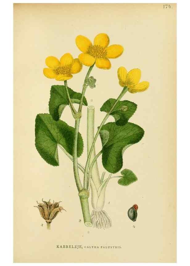 Reproducción/Reproduction 49157233463: Billeder af Nordens flora,. København,G.E.C. Gad,1901-1903 [i.e. 1907]. 