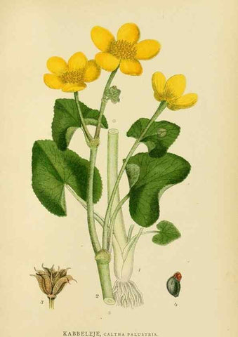 Reproducción/Reproduction 49157233463: Billeder af Nordens flora,. København,G.E.C. Gad,1901-1903 [i.e. 1907]. 