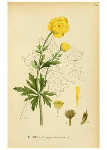 Reproducción/Reproduction 49157721961: Billeder af Nordens flora,. København,G.E.C. Gad,1901-1903 [i.e. 1907]. 