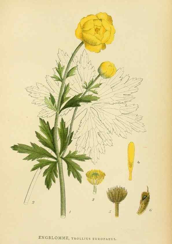 Reproducción/Reproduction 49157721961: Billeder af Nordens flora,. København,G.E.C. Gad,1901-1903 [i.e. 1907]. 