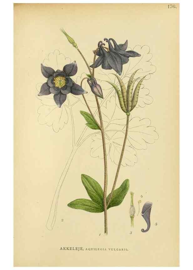 Reproducción/Reproduction 49157944877: Billeder af Nordens flora,. København,G.E.C. Gad,1901-1903 [i.e. 1907]. 