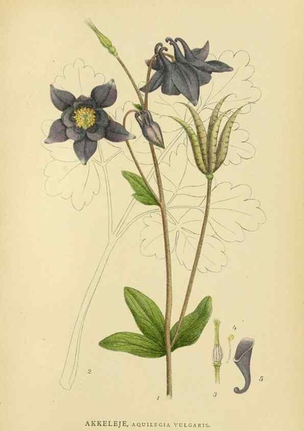 Reproducción/Reproduction 49157944877: Billeder af Nordens flora,. København,G.E.C. Gad,1901-1903 [i.e. 1907]. 